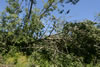 2011-07-06-11h11m56