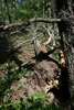 2011-07-03-13h57m33