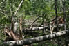 2011-07-03-13h58m47