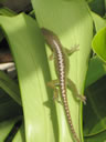 2011-02-21-05h46m12 Jk-